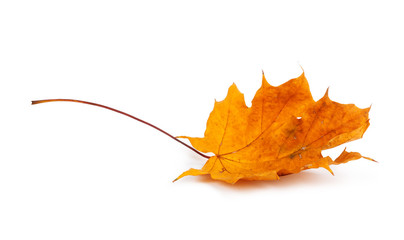 Autumn maple branch with leaves isolated on a white background