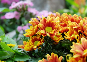 background of beautiful flowers of chrysanthemums
