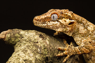 Fototapeta premium Gargoyle Gecko (Rhacodactylus auriculatus) in profile