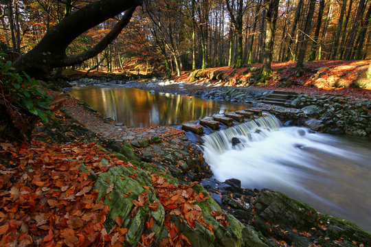 Irish Autumn V