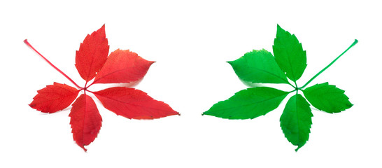 Red and green virginia creeper leaves