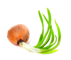 Sprouting onion on white background
