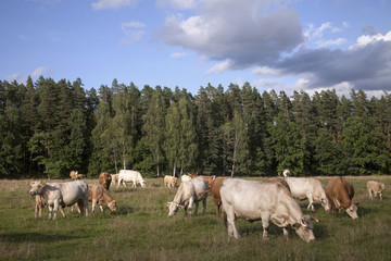 Fototapeta na wymiar Panorama with cattle