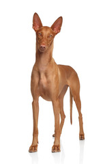 Pharaoh Hound