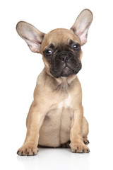 French bulldog