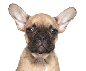 French Bulldog puppy close-up
