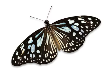 Crédence de cuisine en verre imprimé Papillon brown butterfly