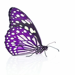 Fototapeta na wymiar purple butterfly