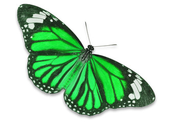 Fototapeta na wymiar green butterfly