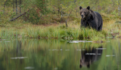 Brown bear, wild in Europe, with copy space