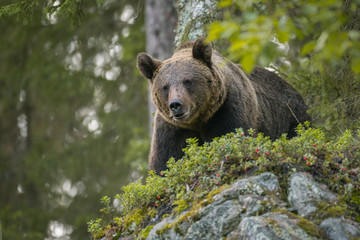 Brown bear looking down