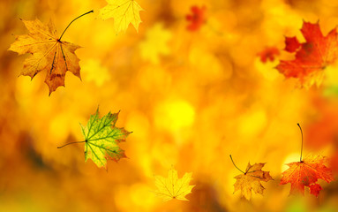 Beautiful autumn background