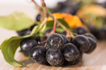 choke-berry (aronia) - branch with berries