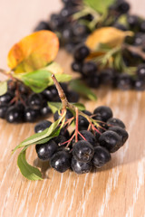 choke-berry (aronia) - branch with berries