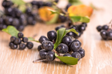 choke-berry (aronia) - branch with berries