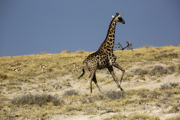 Giraffe in Namibia, Africa