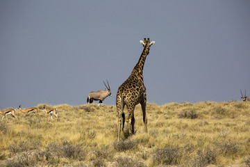 Giraffe in Namibia, Africa
