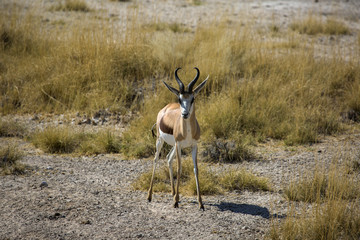 Antelope in Namibia, Africa