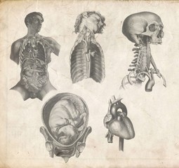 Naklejka premium vintage anatomical image