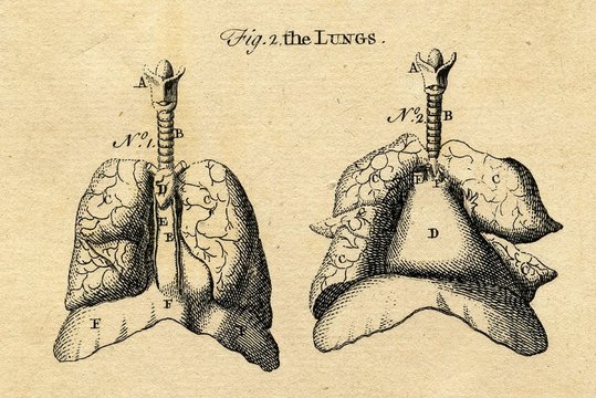 vintage anatomical chart