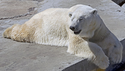 Polar bear
