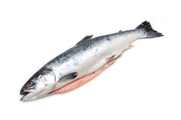 Atlantic Salmon (Salmo solar) whole fish.