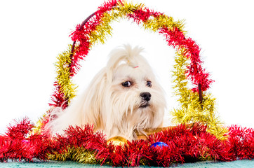 Lhasa Apso Ready for Christmas