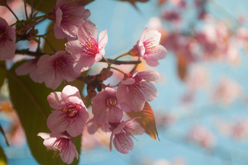 Wild himalayan cherry