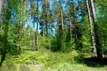Tall green forest trees