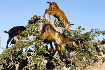 Goats on argan tree.