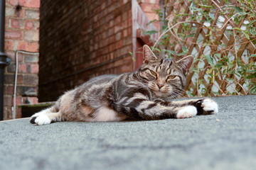 Tabby cat stretching on shed roof