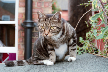 Tabby cat sitting on shed roof