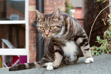 Tabby cat sitting on shed roof