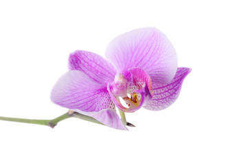 Fototapeta na wymiar Beautiful purple orchid on white background