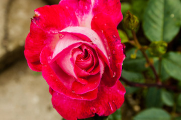 Red rose close up