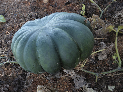 courge verte bio  sur pied  avant r&eacute;colte