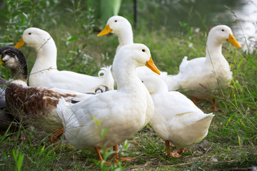 Group of domestic geese