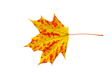 autumn maple leaf