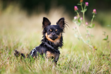 Pedigree chihuahua dog