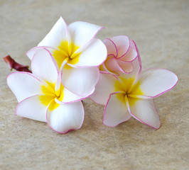 Obraz na płótnie Canvas flowers frangipani