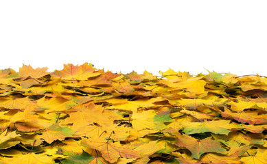 autumn leaves
