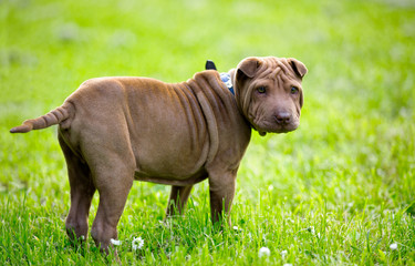 Shar Pei puppy