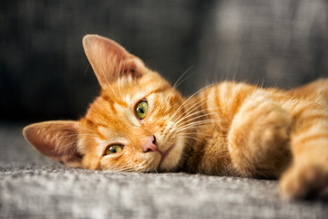 Portrait of cute kitten