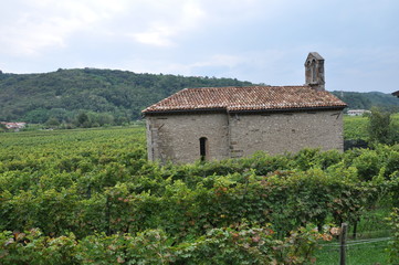 Fototapeta na wymiar Weinbaugebiet Collio in Italien