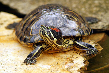 Turtles,decorative turtle - Trachemys scripta elegans