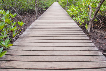 Obraz premium Mangrove forest
