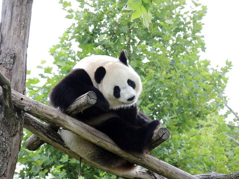 Panda Géant 5