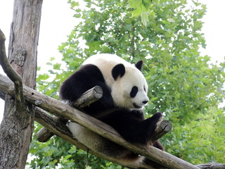Fototapeta premium Panda Géant 6