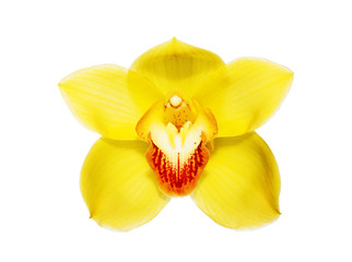 Orchid flower. - 70170222