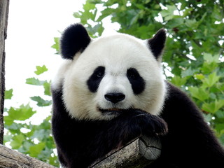 Panda Géant 7